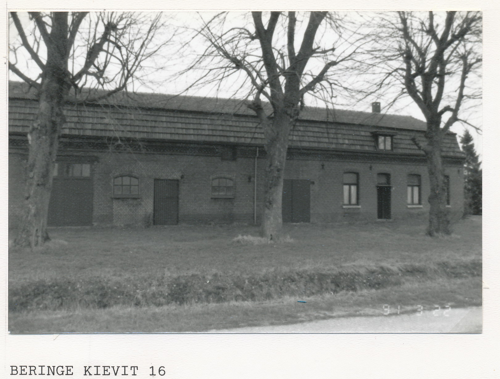 Beringe Kievit 16.jpg